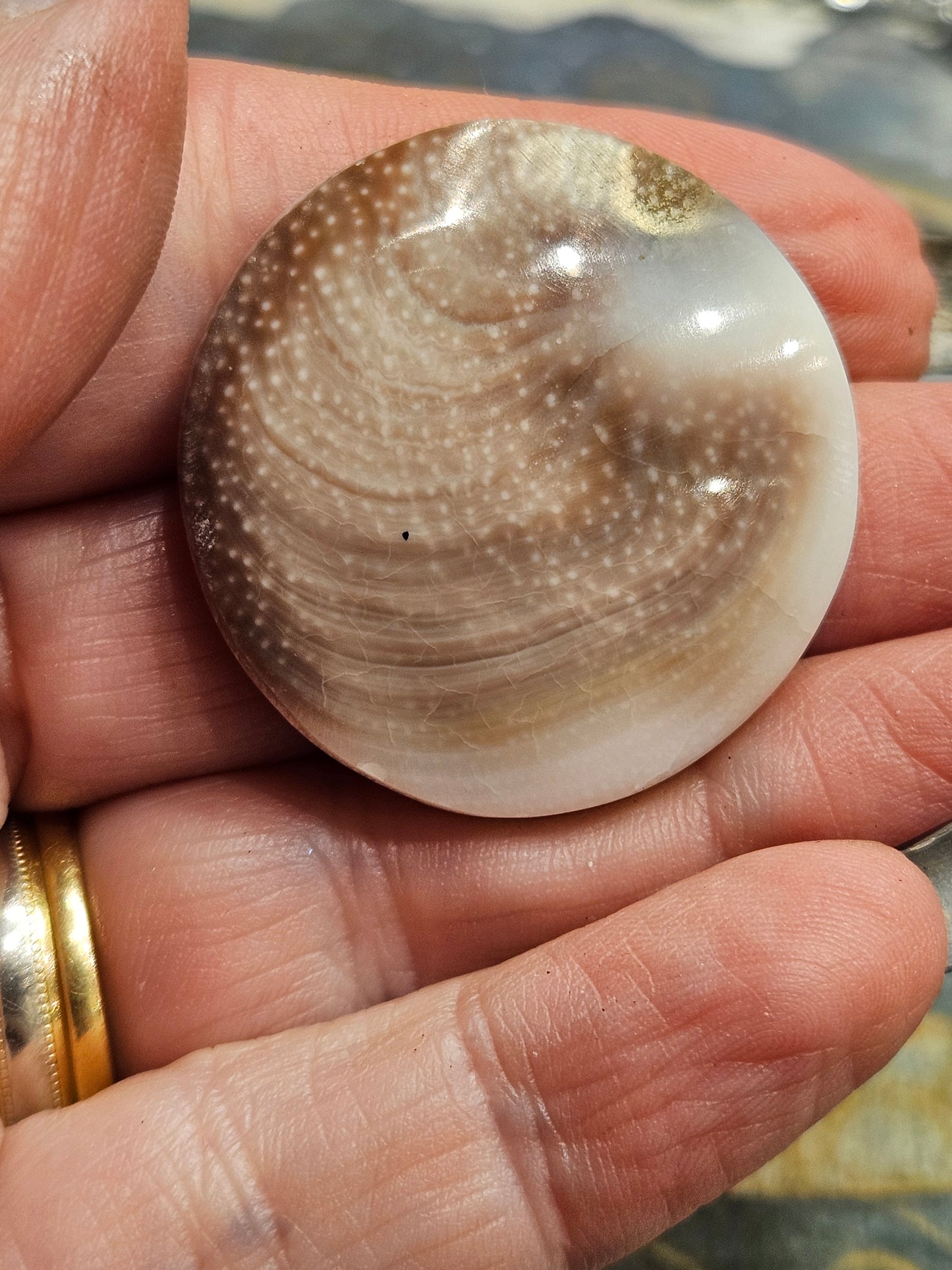 Shiva Shell