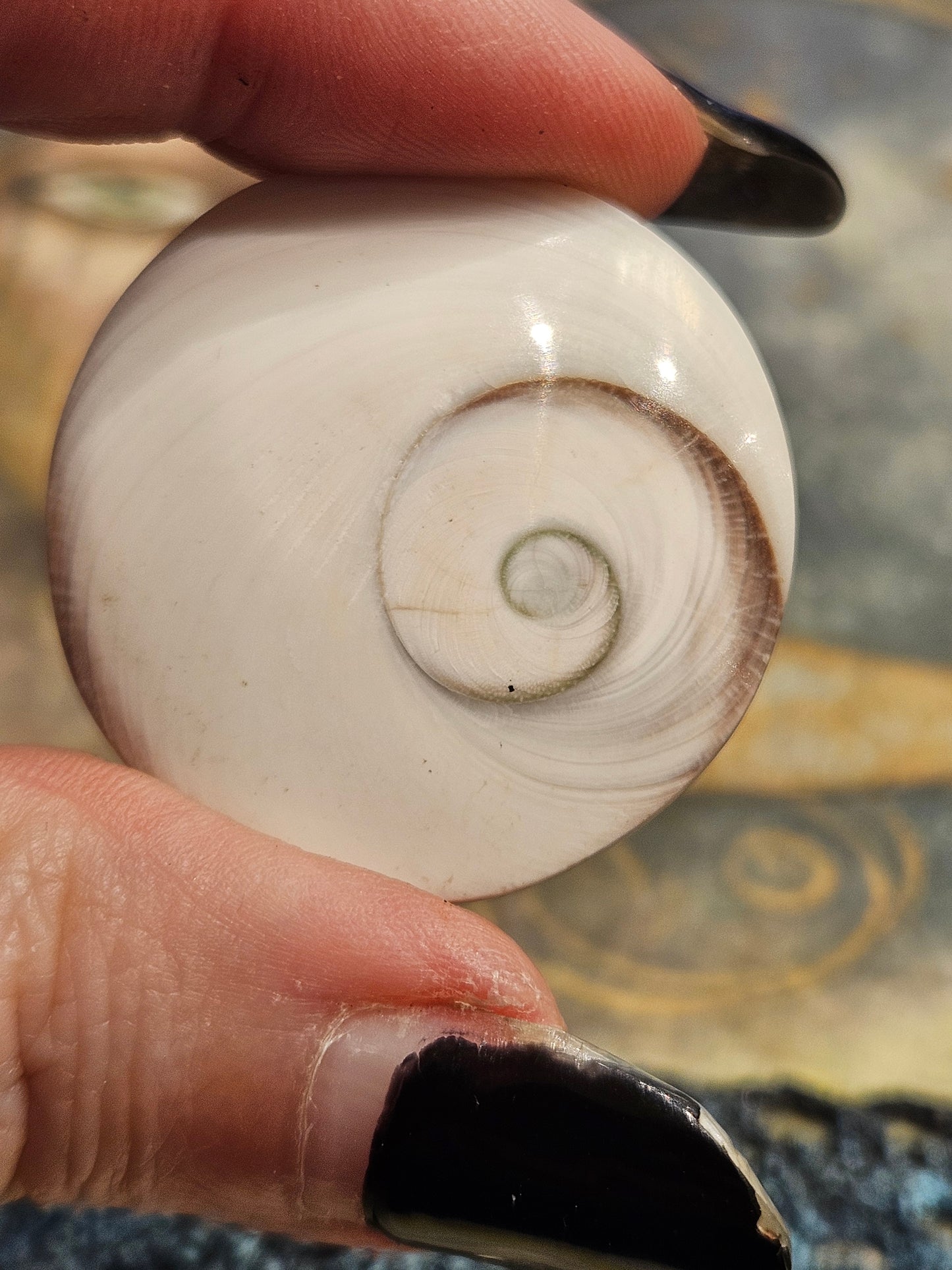 Shiva Shell